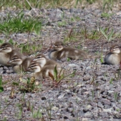 Chenonetta jubata (Australian Wood Duck) at Hume, ACT - 26 Sep 2021 by RodDeb