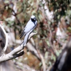 Coracina novaehollandiae at Hume, ACT - 26 Sep 2021