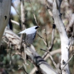 Coracina novaehollandiae at Hume, ACT - 26 Sep 2021