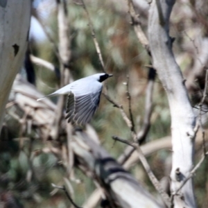 Coracina novaehollandiae at Hume, ACT - 26 Sep 2021