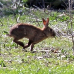 Oryctolagus cuniculus (European Rabbit) at Hume, ACT - 26 Sep 2021 by RodDeb