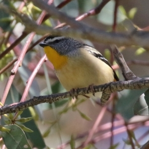 Pardalotus punctatus at Hume, ACT - 26 Sep 2021