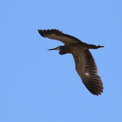 Egretta novaehollandiae (White-faced Heron) at Hume, ACT - 26 Sep 2021 by RodDeb