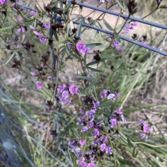 Glycine clandestina (Twining Glycine) at Bruce, ACT - 25 Sep 2021 by Jenny54