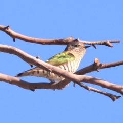 Chrysococcyx lucidus (Shining Bronze-Cuckoo) at Boro, NSW - 27 Sep 2021 by mcleana