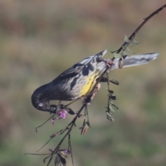 Anthochaera carunculata (Red Wattlebird) at Gundaroo, NSW - 26 Sep 2021 by Gunyijan