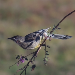 Anthochaera carunculata at Gundaroo, NSW - 27 Sep 2021