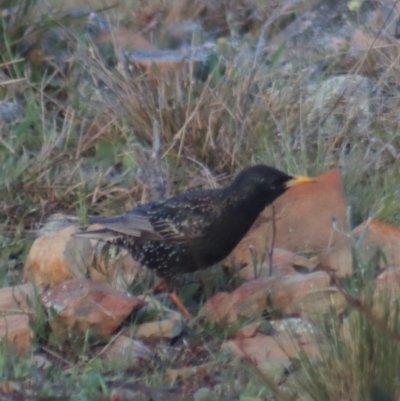 Sturnus vulgaris (Common Starling) at Gundaroo, NSW - 26 Sep 2021 by Gunyijan