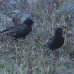 Sturnus vulgaris at Gundaroo, NSW - 27 Sep 2021