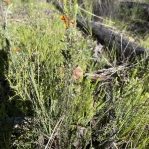 Dillwynia sericea at Hackett, ACT - 27 Sep 2021