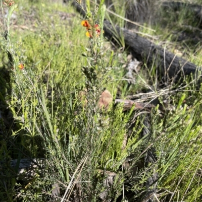 Dillwynia sericea (Egg And Bacon Peas) at GG224 - 26 Sep 2021 by Louisab