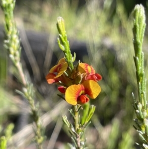 Dillwynia sericea at Hackett, ACT - 27 Sep 2021