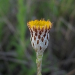 Leptorhynchos squamatus (Scaly Buttons) at Hall, ACT - 26 Sep 2021 by pinnaCLE