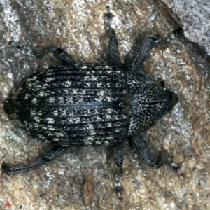 Tyrtaeosus sp. (genus) at Majura, ACT - 6 Sep 2021