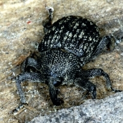 Tyrtaeosus sp. (genus) at Majura, ACT - 6 Sep 2021