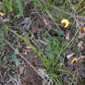 Bossiaea prostrata at Hall, ACT - 26 Sep 2021 04:01 PM