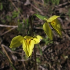 Diuris chryseopsis (Golden Moth) at Hall, ACT - 26 Sep 2021 by pinnaCLE