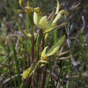 Diuris chryseopsis at Hall, ACT - 26 Sep 2021