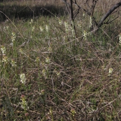 Stackhousia monogyna (Creamy Candles) at Hall, ACT - 26 Sep 2021 by pinnaCLE