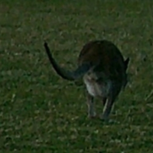 Macropus giganteus at Peak View, NSW - 4 Jan 2020