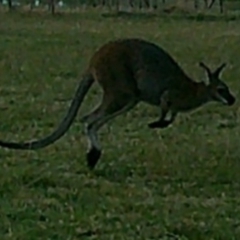 Macropus giganteus at Peak View, NSW - 4 Jan 2020