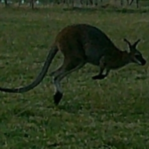 Macropus giganteus at Peak View, NSW - 4 Jan 2020