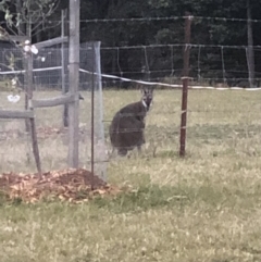 Notamacropus rufogriseus (Red-necked Wallaby) at Kangaroo Valley, NSW - 25 Sep 2021 by Evmoreno