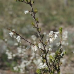 Cryptandra amara (Bitter Cryptandra) at Conder, ACT - 17 Sep 2021 by michaelb