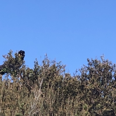 Zanda funerea (Yellow-tailed Black-Cockatoo) at Beecroft Peninsula, NSW - 26 Sep 2021 by Evmoreno