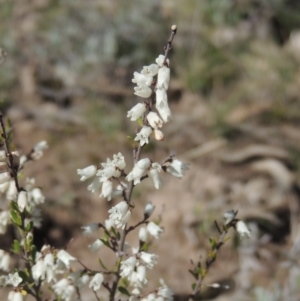 Cryptandra amara at Conder, ACT - 17 Sep 2021