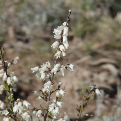 Cryptandra amara (Bitter Cryptandra) at Tuggeranong Hill - 17 Sep 2021 by MichaelBedingfield