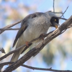 Manorina melanocephala (Noisy Miner) at Conder, ACT - 17 Sep 2021 by MichaelBedingfield