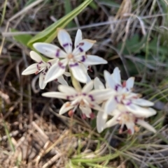 Wurmbea dioica subsp. dioica (Early Nancy) at Hawker, ACT - 26 Sep 2021 by Jenny54