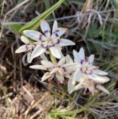 Wurmbea dioica subsp. dioica (Early Nancy) at The Pinnacle - 26 Sep 2021 by Jenny54