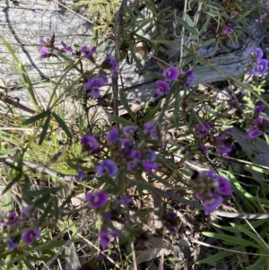 Glycine clandestina at Holt, ACT - 27 Sep 2021 09:31 AM