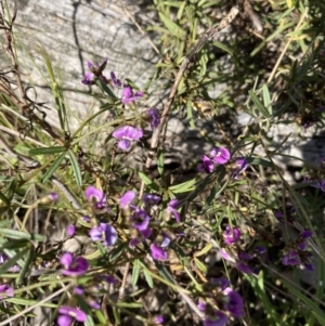 Glycine clandestina at Holt, ACT - 27 Sep 2021