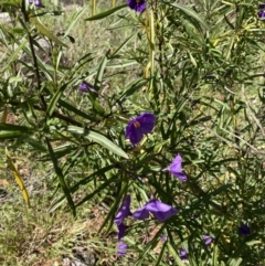 Solanum linearifolium (Kangaroo Apple) at Holt, ACT - 27 Sep 2021 by Jenny54