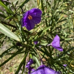 Solanum linearifolium at Holt, ACT - 27 Sep 2021 09:48 AM