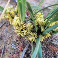 Lomandra bracteata (Small Matrush) at Molonglo River Reserve - 27 Sep 2021 by tpreston