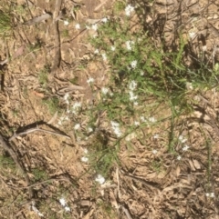 Olearia microphylla (Olearia) at Bruce, ACT - 25 Sep 2021 by JohnGiacon