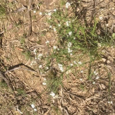 Olearia microphylla (Olearia) at Bruce, ACT - 25 Sep 2021 by JohnGiacon