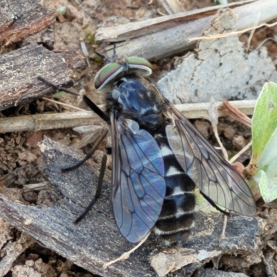 Tabanidae (family) (Unidentified march or horse fly) at Kama - 27 Sep 2021 by tpreston