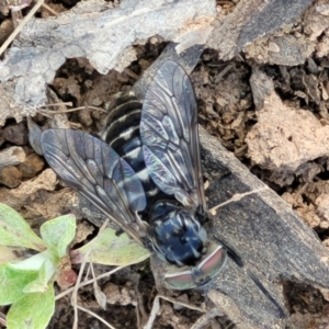 Tabanidae (family) at Holt, ACT - 27 Sep 2021