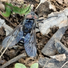 Tabanidae (family) at Holt, ACT - 27 Sep 2021