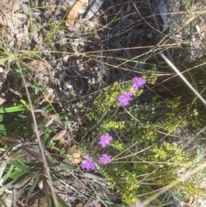 Thysanotus patersonii at Bruce, ACT - 25 Sep 2021