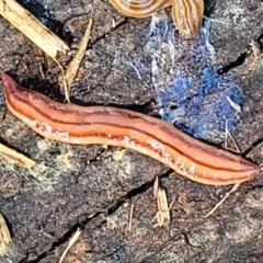 Anzoplana trilineata (A Flatworm) at Holt, ACT - 27 Sep 2021 by tpreston