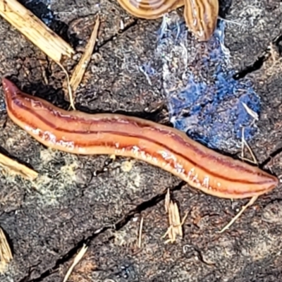 Anzoplana trilineata (A Flatworm) at Molonglo River Reserve - 27 Sep 2021 by tpreston