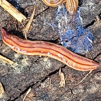 Anzoplana trilineata (A Flatworm) at Holt, ACT - 27 Sep 2021 by trevorpreston