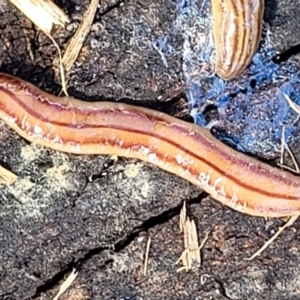 Anzoplana trilineata at Holt, ACT - 27 Sep 2021