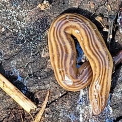 Fletchamia quinquelineata at Holt, ACT - 27 Sep 2021